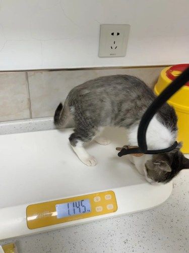 毛孩子打针记