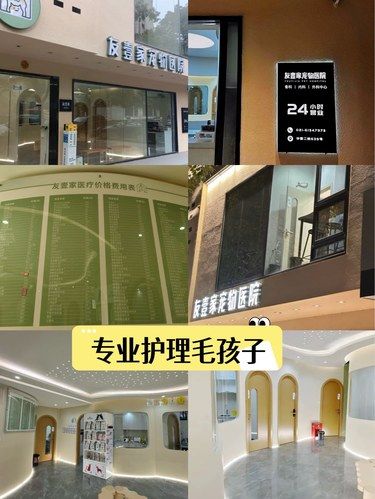 专业护理毛孩子