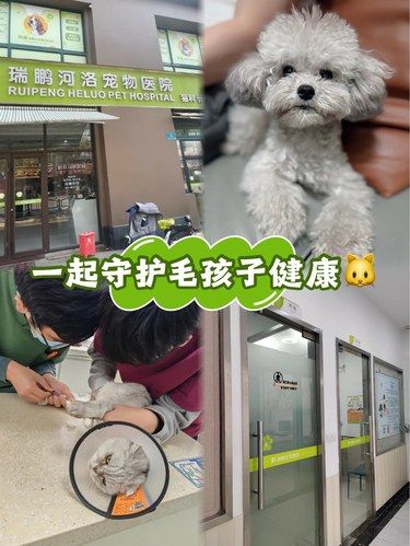 良心推荐！瑞鹏河洛宠物医院守护毛孩子健康！