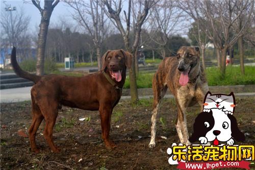 细犬和萨路基的区别 细犬与萨路基的起源