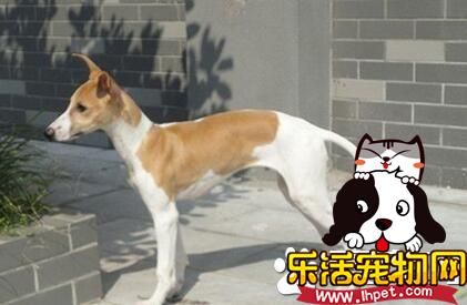 细犬和萨路基的区别 细犬与萨路基的起源