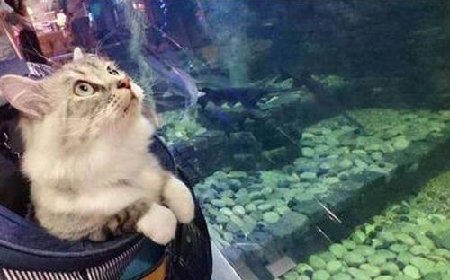 宠物鱼记忆:短暂而珍贵