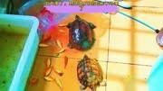 靠近一看吓我一跳,鳄鱼龟居然咬断可爱龟的尾巴养龟日常 乌龟