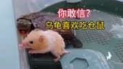 据说:仓鼠不能和小乌龟养一块,实测