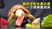 近距离看乌龟吃水果,这感觉也太爽了,每一口都很解压
