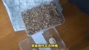 蛭石可以用来孵化乌龟蛋吗?孵化乌龟蛋用什么沙土?养龟日常
