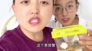 寄居蟹小乌龟同养为何不可搞笑原因揭秘