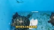 乌龟冬眠醒来后怎么养?养龟人 养龟日常 龟宠 小乌龟