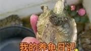 #天天钓鱼 #养龟日常 #小乌龟