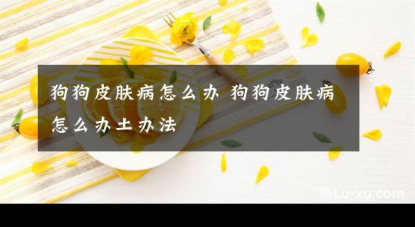 狗狗皮肤病怎么办 狗狗皮肤病怎么办土办法文章配图
