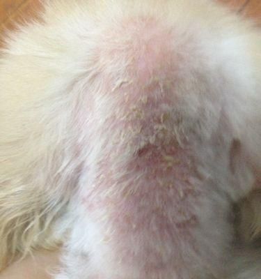 狗的皮肤病怎么治疗？常见症状和处理方法是什么？