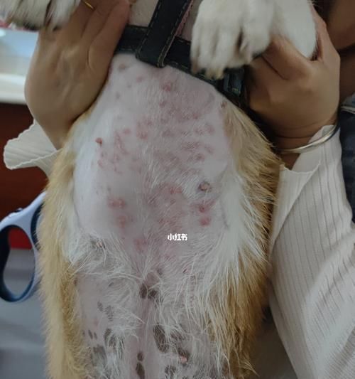 狗的皮肤病怎么治疗？常见症状和处理方法是什么？