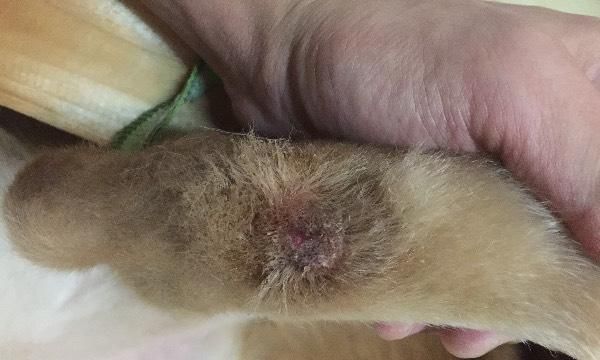 狗狗皮肤出现头皮屑怎么办？常见原因及处理方法是什么？