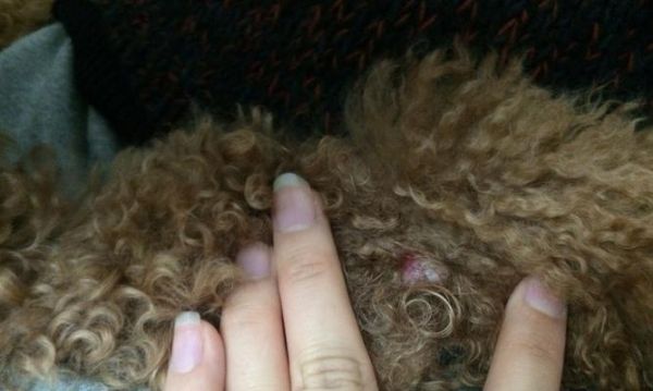 小狗身上长红疙瘩的原因及治疗方法（宠物护理中的常见问题）