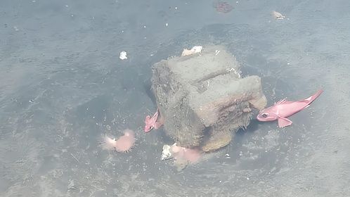 外国海底拍到罕见一幕，画面让人痛心，保护环境势在必行