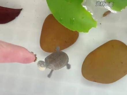 网友分享了自己饲养的高颜值小龟：它的眼中仿佛闪烁着光芒