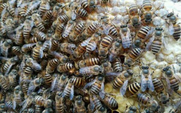 蜜蜂养殖种类 蜜蜂养殖的基本知识