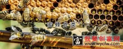 蜜蜂分类