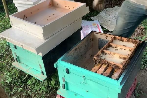 养蜂的技术指导，应选择适应当地环境的蜜蜂品种