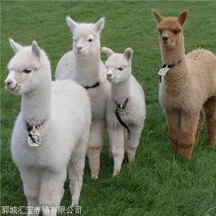 宠物羊驼多少钱一只 羊驼养殖基地