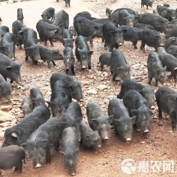出售藏香猪幼崽纯种巴马香猪仔活苗迷你小香猪宠物猪活的香猪