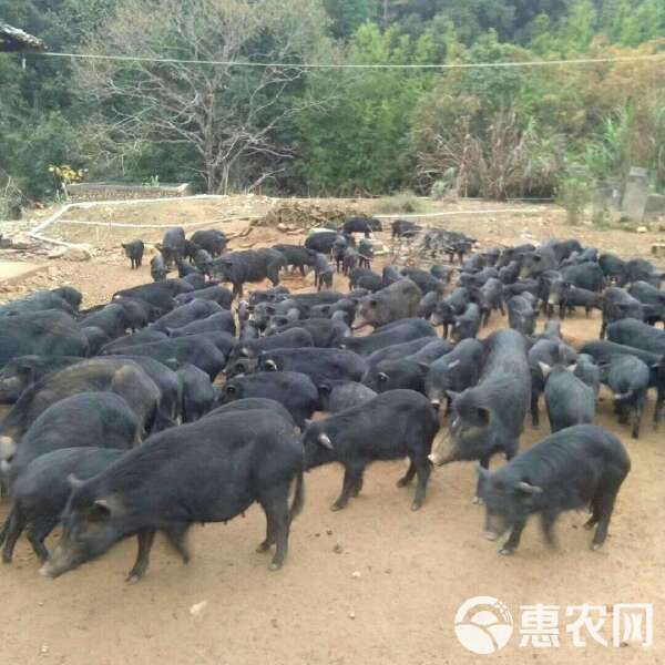 出售藏香猪幼崽纯种巴马香猪仔活苗迷你小香猪宠物猪活的香猪