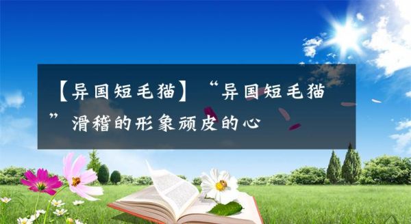 【异国短毛猫】“异国短毛猫”滑稽的形象顽皮的心文章配图