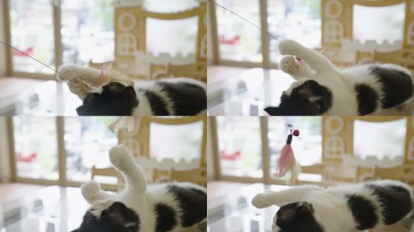 一只异国短毛猫躺在木地板上玩宠物玩具