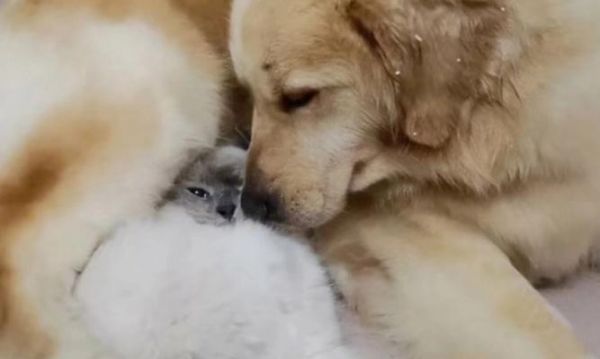 猫狗同框的秘诀（让宠物之间和谐共处的15个技巧）