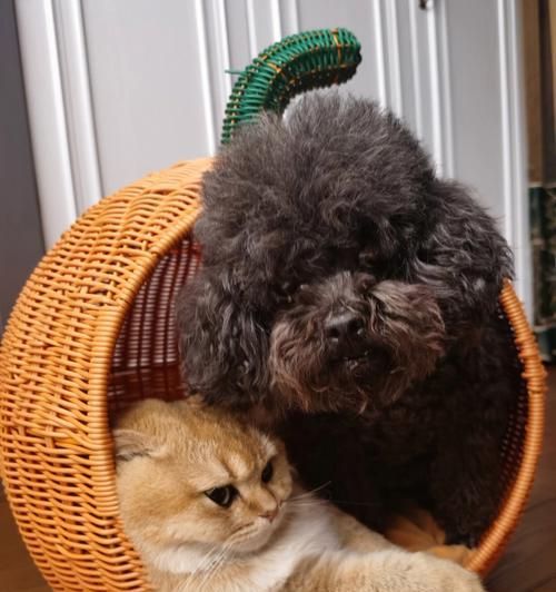 猫狗同框的秘诀（让宠物之间和谐共处的15个技巧）