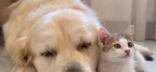 猫狗同框的秘诀（让宠物之间和谐共处的15个技巧）