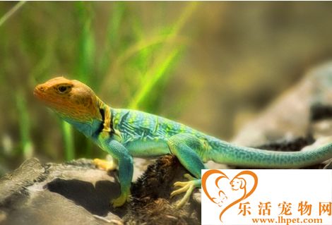 如何饲养蜥蜴 让蜥蜴充分的接触紫外线