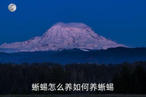 蜥蜴怎么养如何养蜥蜴