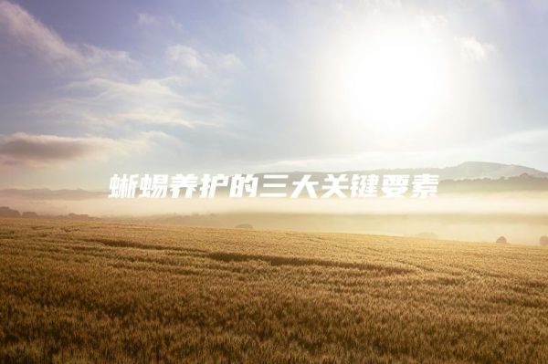 蜥蜴养护的三大关键要素