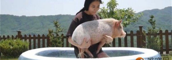 抱宠物猪的正确方法