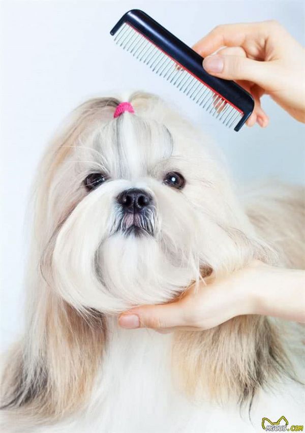 养宠物犬这10大护理工具一定记得备齐哟