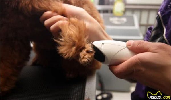 养宠物犬这10大护理工具一定记得备齐哟