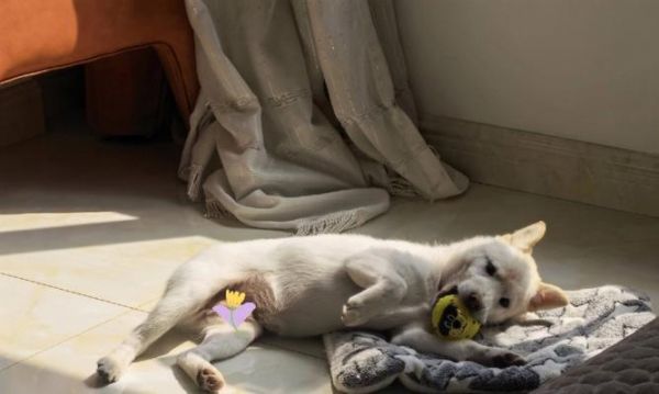 狗急性脑炎——了解症状及治疗方法（宠物犬遭遇急性脑炎，你需要知道的15个关键症状和治疗方案。）