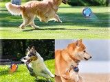 天津专业训犬 纠正狗的坏毛病