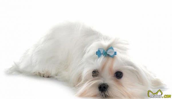 你不知道的猴面犬养护常识，这些细节必须要注意