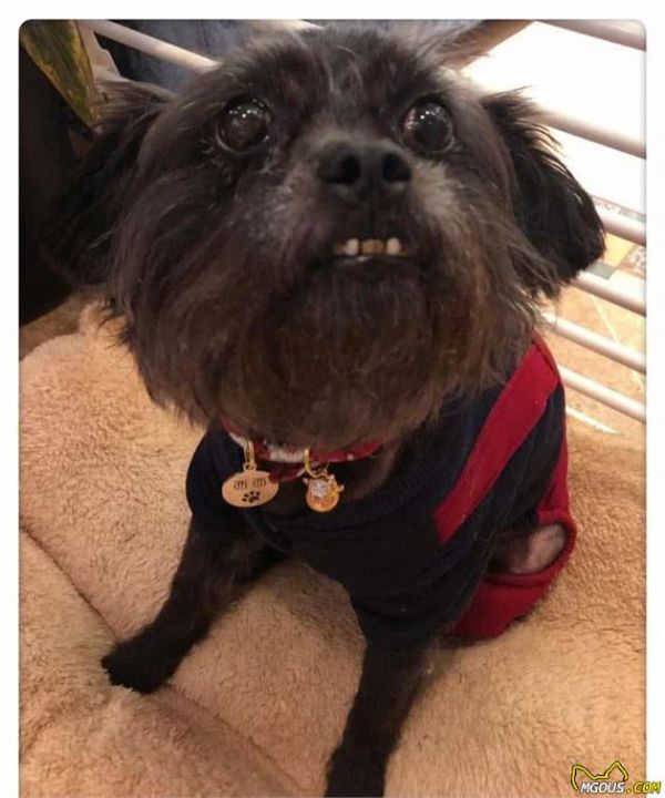 你不知道的猴面犬养护常识，这些细节必须要注意