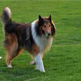苏格兰牧羊犬气质出众,怎么样做才能让苏牧一直美美哒?