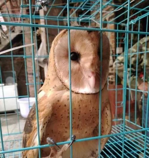 宠物猴面犬的饲养方法（养一只健康快乐的猴面犬，你需要知道的知识点）