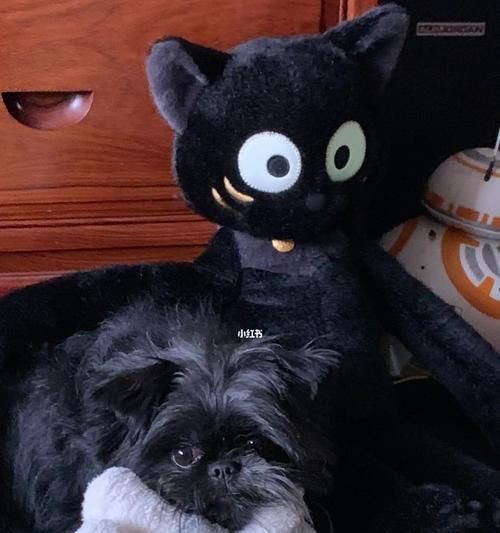 宠物猴面犬的饲养方法（养一只健康快乐的猴面犬，你需要知道的知识点）