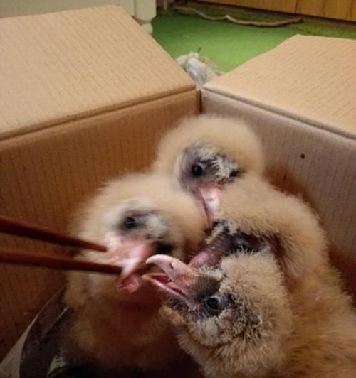 如何养好猴面犬（如何养好猴面犬）