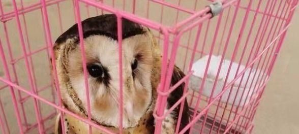 猴面犬的饲养方法（了解猴面犬的特点和需求，打造健康快乐的宠物生活）