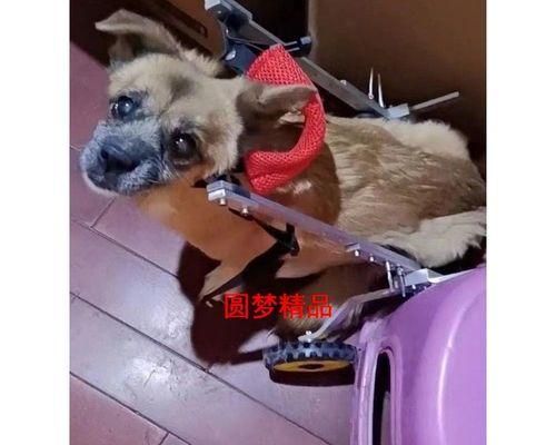 小狗残疾车的价格和购买指南（宠物爱好者必看）