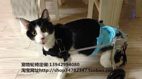 小狗残疾车的价格和购买指南（宠物爱好者必看）
