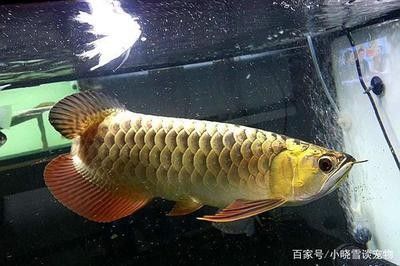 龙鱼价格排行表最新（宠物店龙鱼购买指南：龙鱼价格波动因素辨别龙鱼品种优劣）