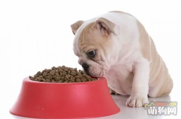 要给狗狗买新食具了，快来看看该怎样选购